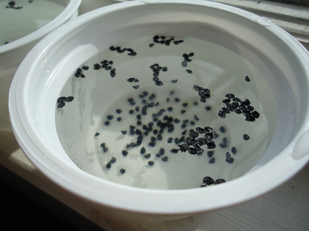 УСКОРЯЕМ ПРОРАСТАНИЕ СЕМЯН