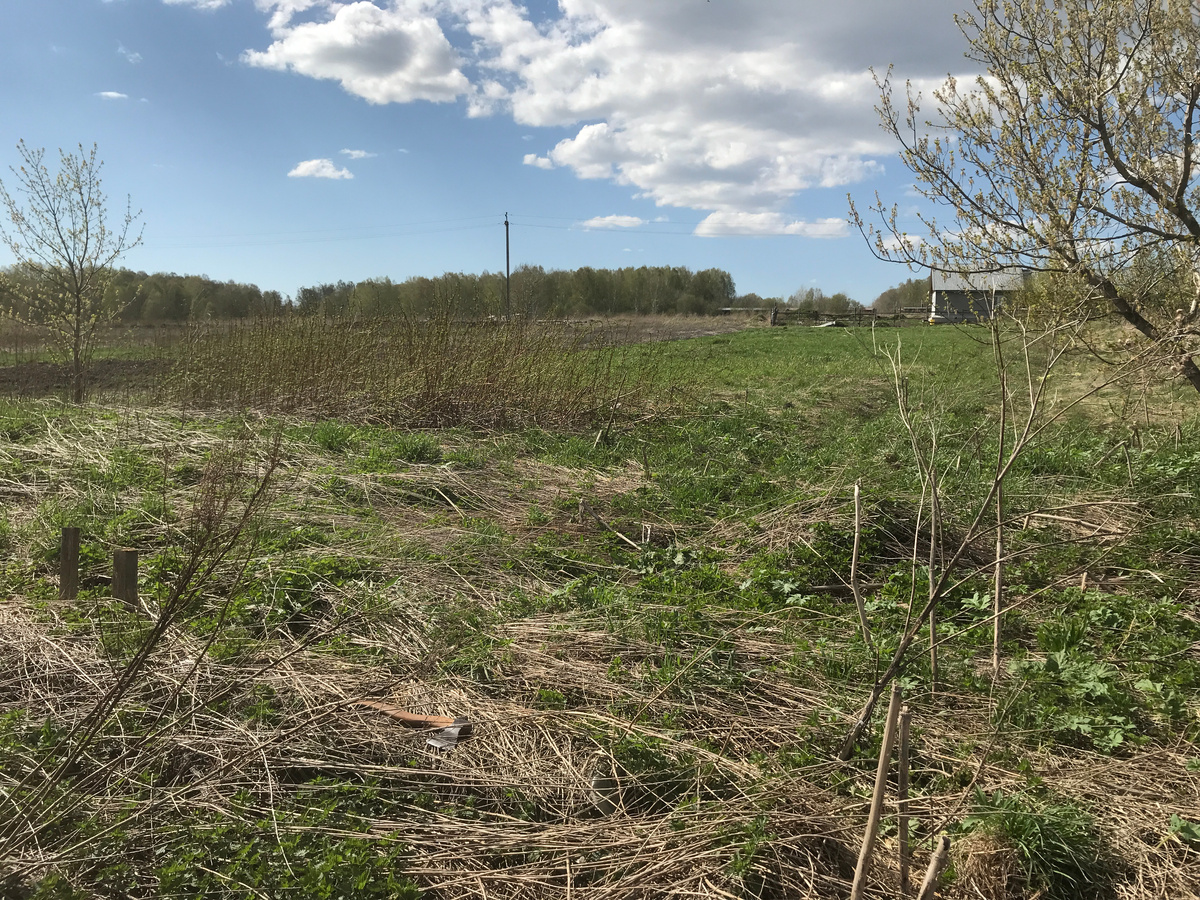 Наш участок - май 2024 года (фото автора)