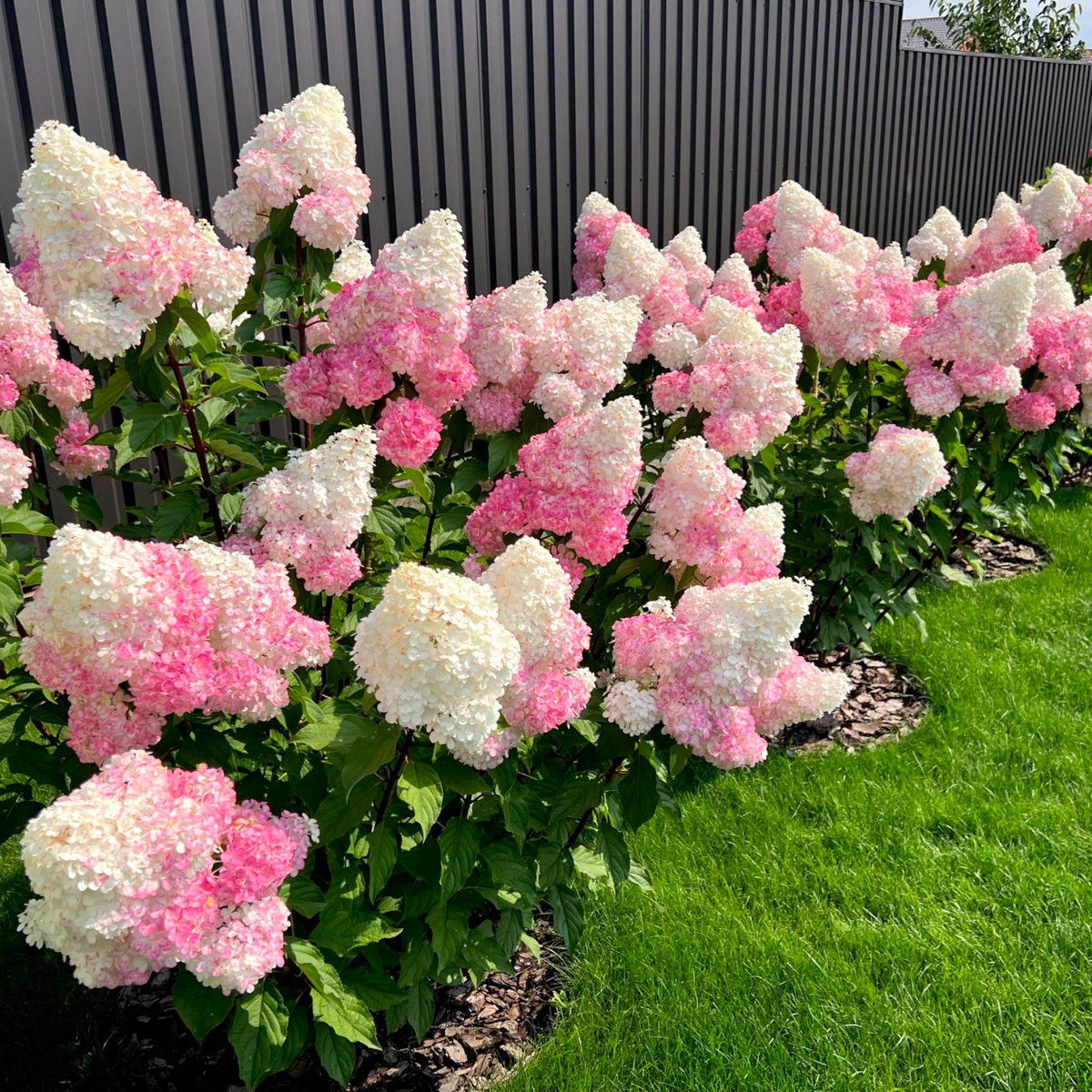 Фото питомника MONO 