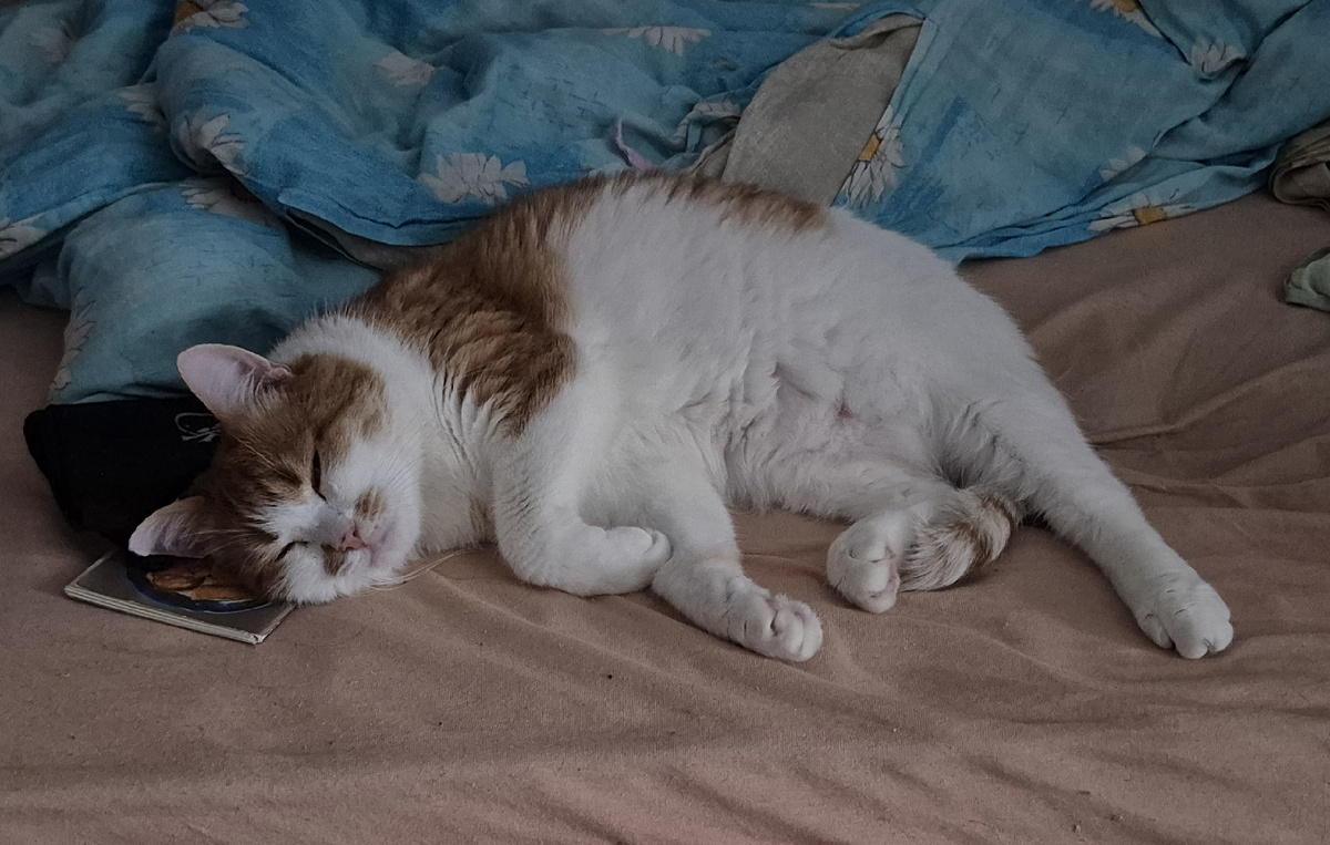 спит на кровати сына после его отъезда