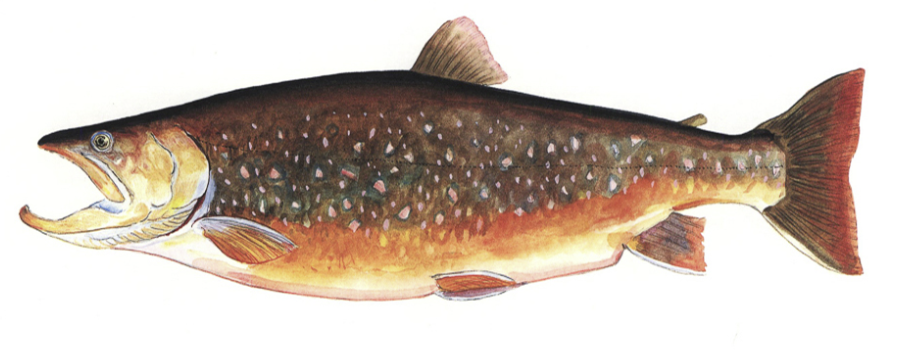 Salvelinus boganidae