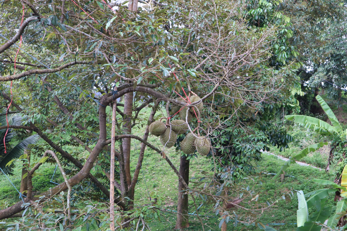 Так растет Дуриан