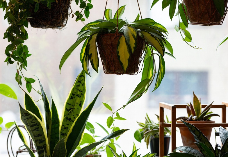 Почему хойя сбрасывает корни и как остановить этот процесс: физиология, а не «капризы» растения