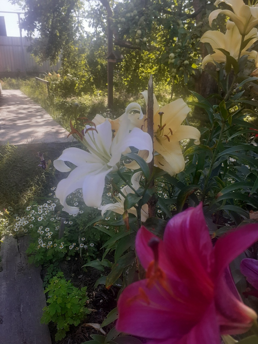 БЕЛАЯ КРАСОТКА ВИЛЛА БЛАНКА СРЕДИ СВОИХ ПОДРУЖЕК.