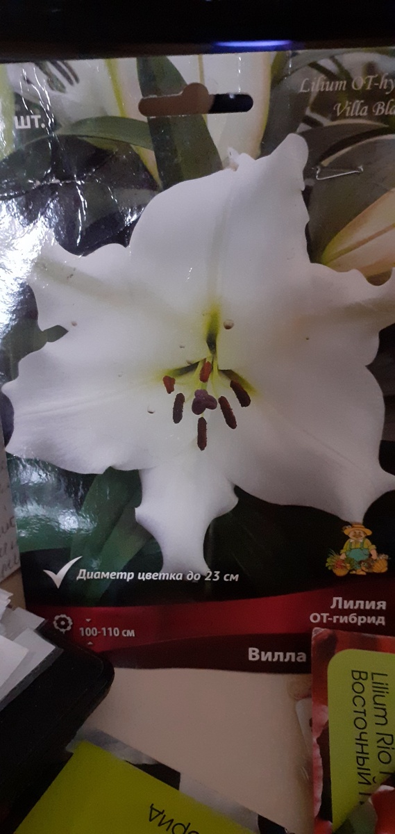 КАК НЕ ПОЛЬСТИТСЯ НА ТАКУЮ КРАСОТКУ.