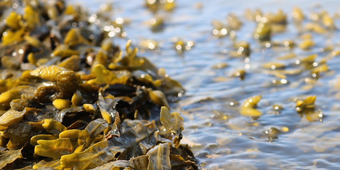 В Карелии будет развивать переработку бурых водорослей