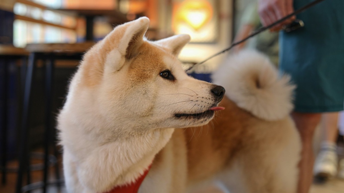    Есть два типа акит — японская (ину) и американская