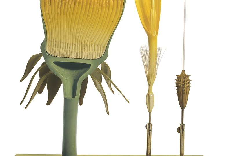 Великий обман зрения: почему одуванчик — это не цветок