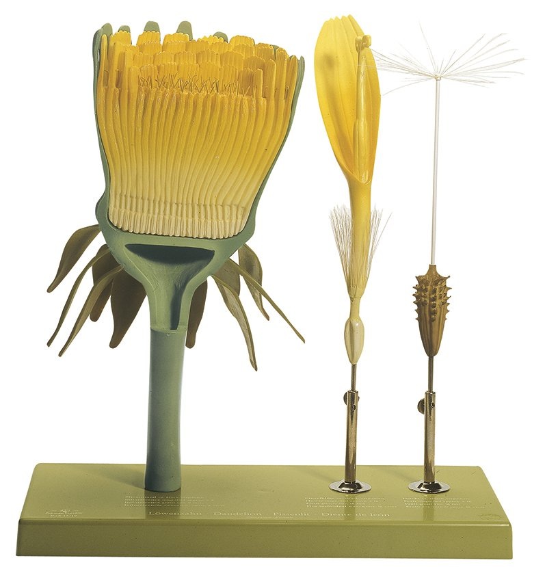 Одуванчик — это соцветие из сотен мелких язычковых цветков!