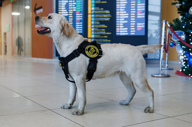 Международный аэропорт Петропавловск-Камчатский