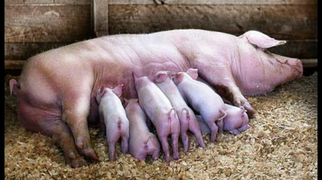 Сосут как пиявки!