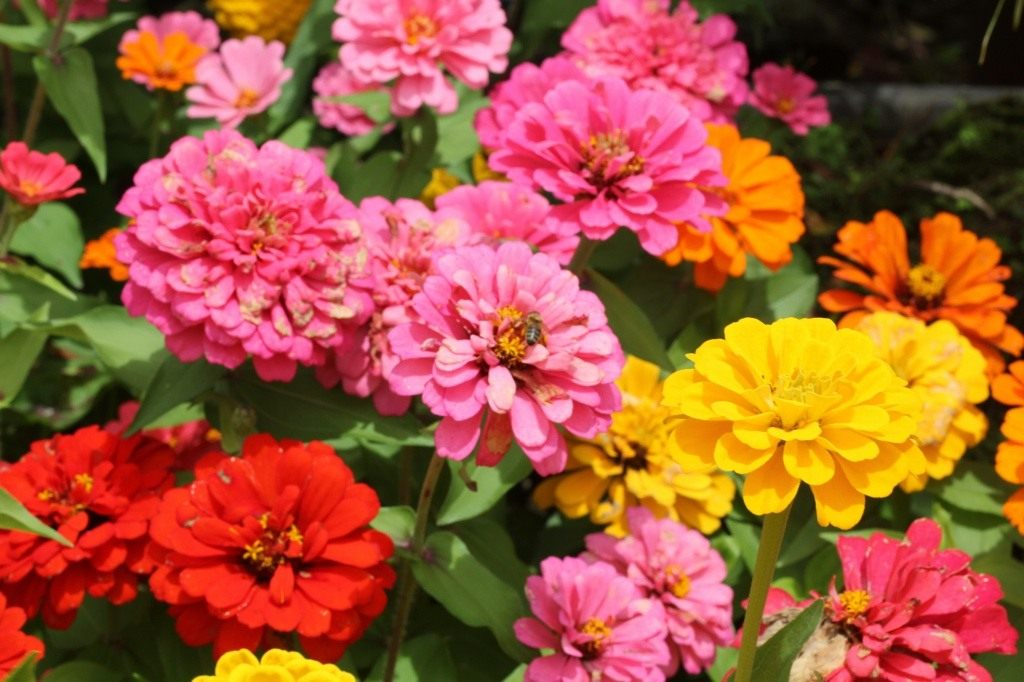 Разнообразие форм и размеров. Источник фото: https://www.botanichka.ru/article/zinnia/