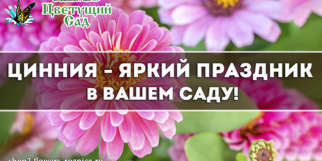 Цинния - яркий праздник в вашем саду!