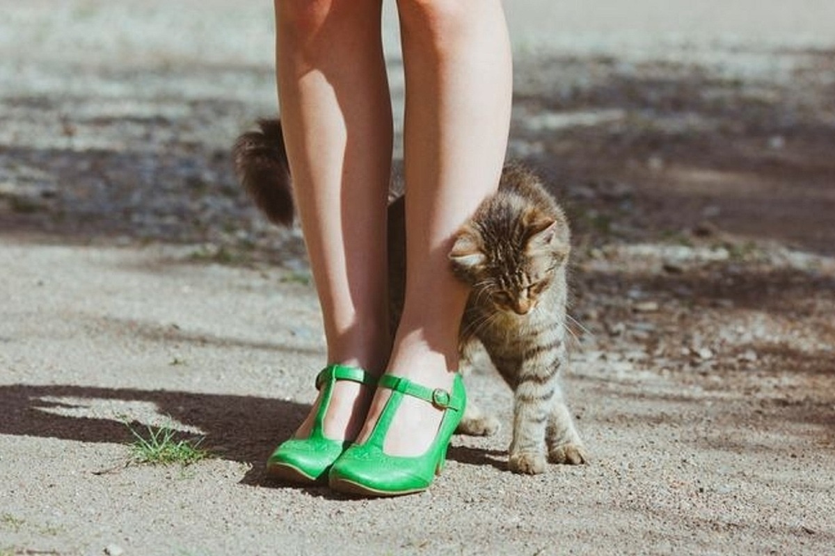 Фото с сайта: https://www.mk-kalm.ru/social/2025/08/07/kak-koshka-zavtra-pomozhet-zhitelyam-kalmykii-razbogatet.html