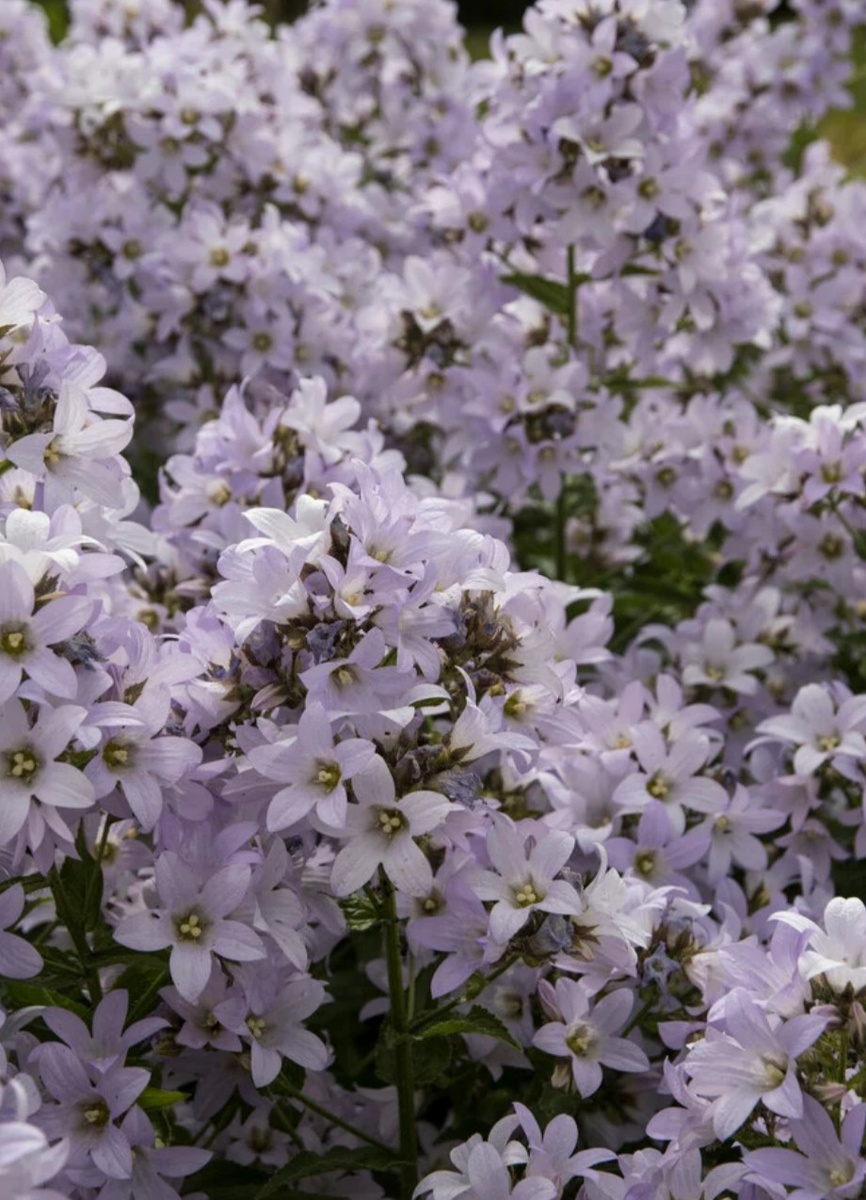 Platinum, фотография изинтернета