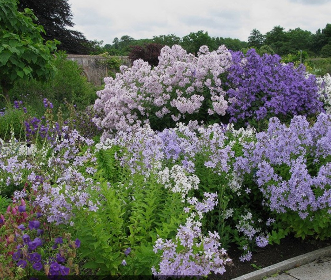 Молочноцветковый колокольчик разных сортов, фото из интернета 