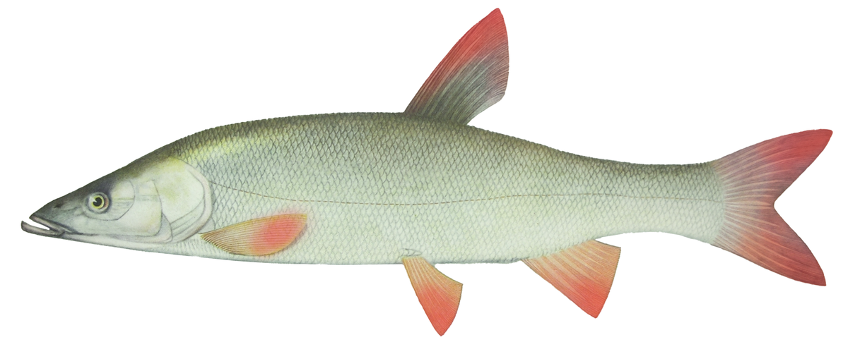 Pseudaspius leptocephalus