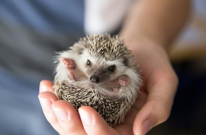 Даже взрослый представитель карликовых видов легко помещается на ладони, оставаясь при этом грозным хищником.