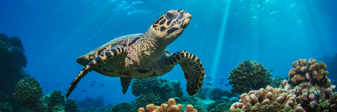 Изображение взято с сайта туристического оператора Pegas Touristik