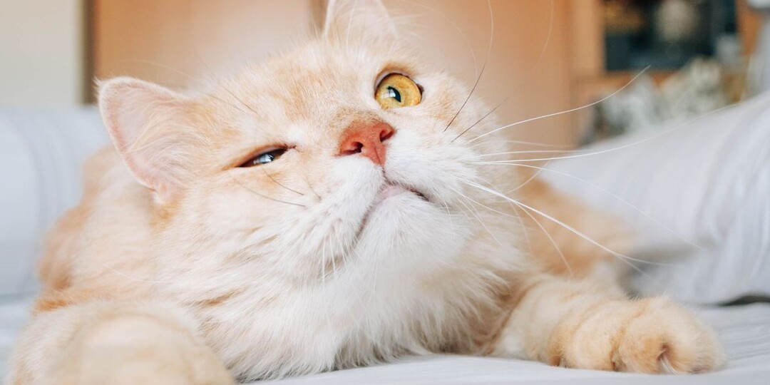 Моргают ли кошки, как люди? Секрет третьего века, который мы не замечаем