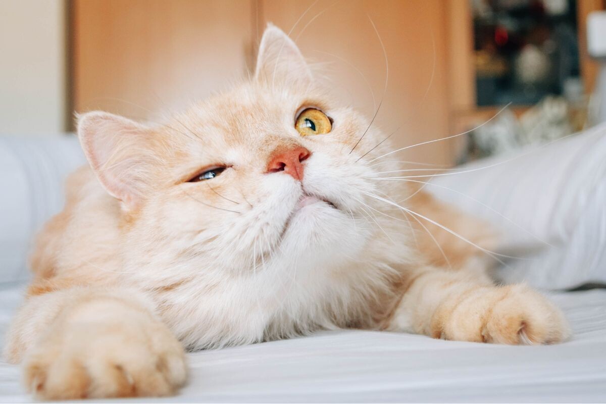 Моргают ли кошки, как люди