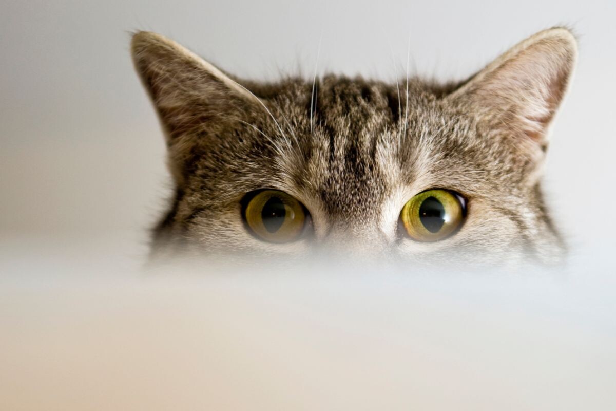 Умеют ли кошки моргать