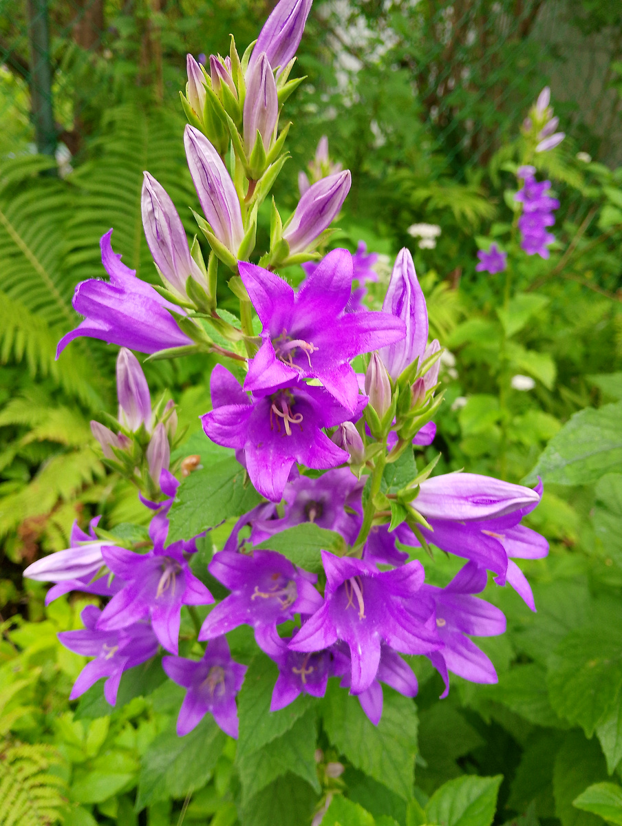 Колокольчик