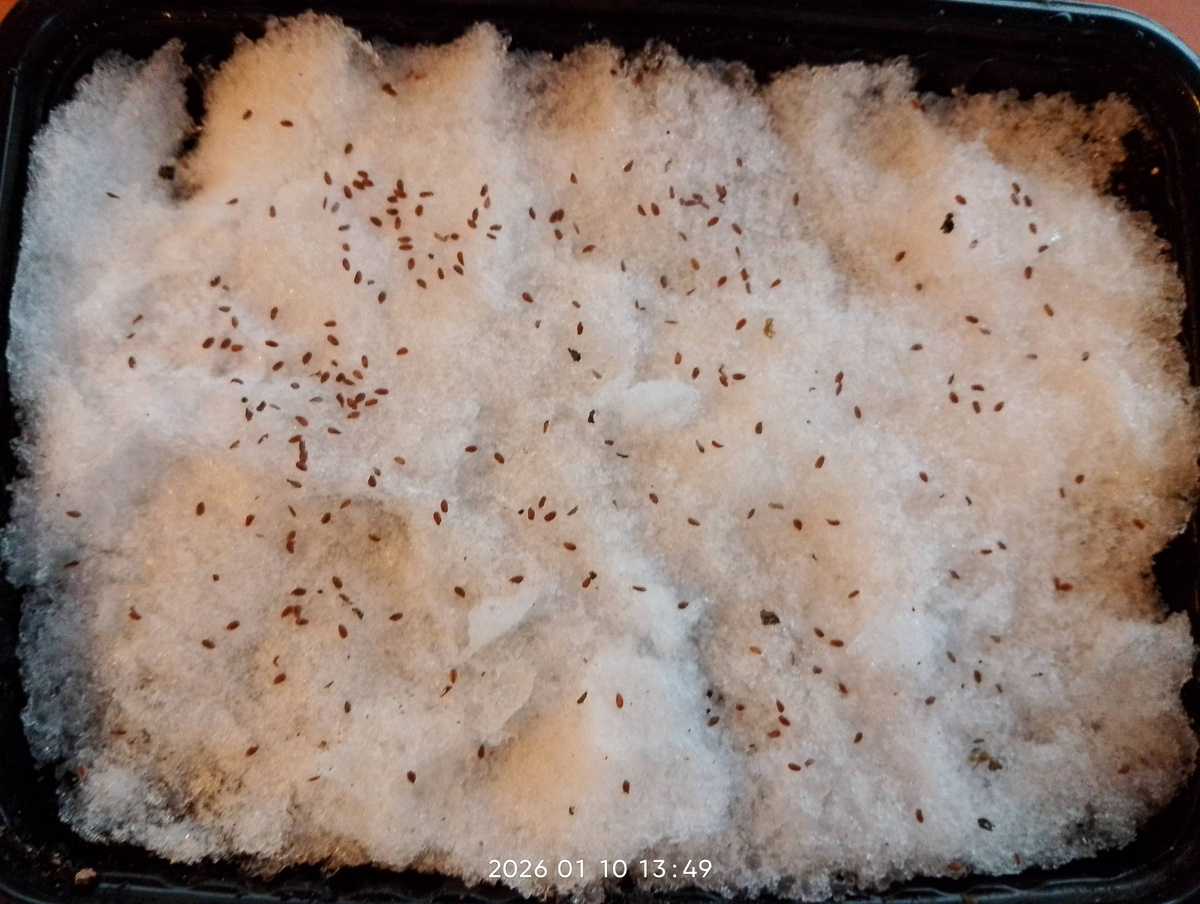 Посев колокольчика