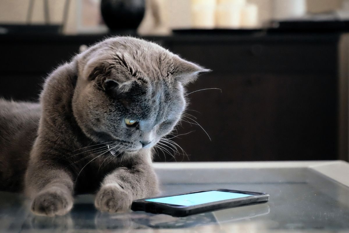 Фото с сайта: https://exstreamal.com/is-your-cat-talking-to-you-an-ai-claims-it-understands/