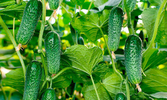 Чем и когда подкармливать огурцы, помидоры и болгарский перец: полная схема с пропорциями и советами