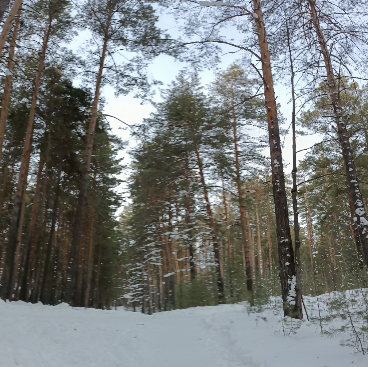 Где-то на просторах моего города, лесная тропа. Фотография автора, январь 2026 года. 