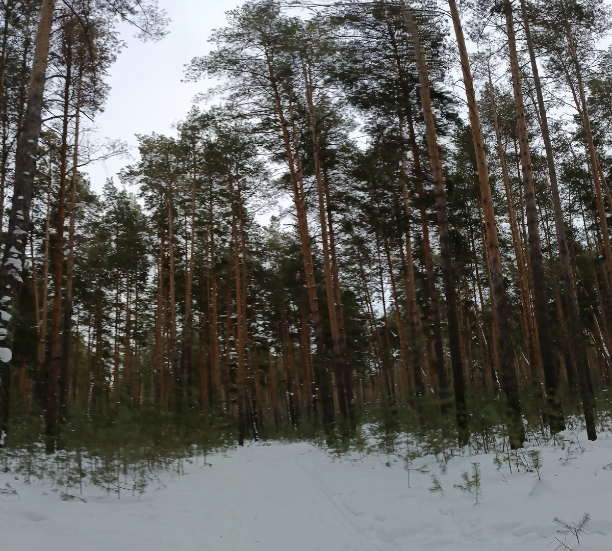 Где-то на просторах моего города. Фотография автора, январь 2026 года. 