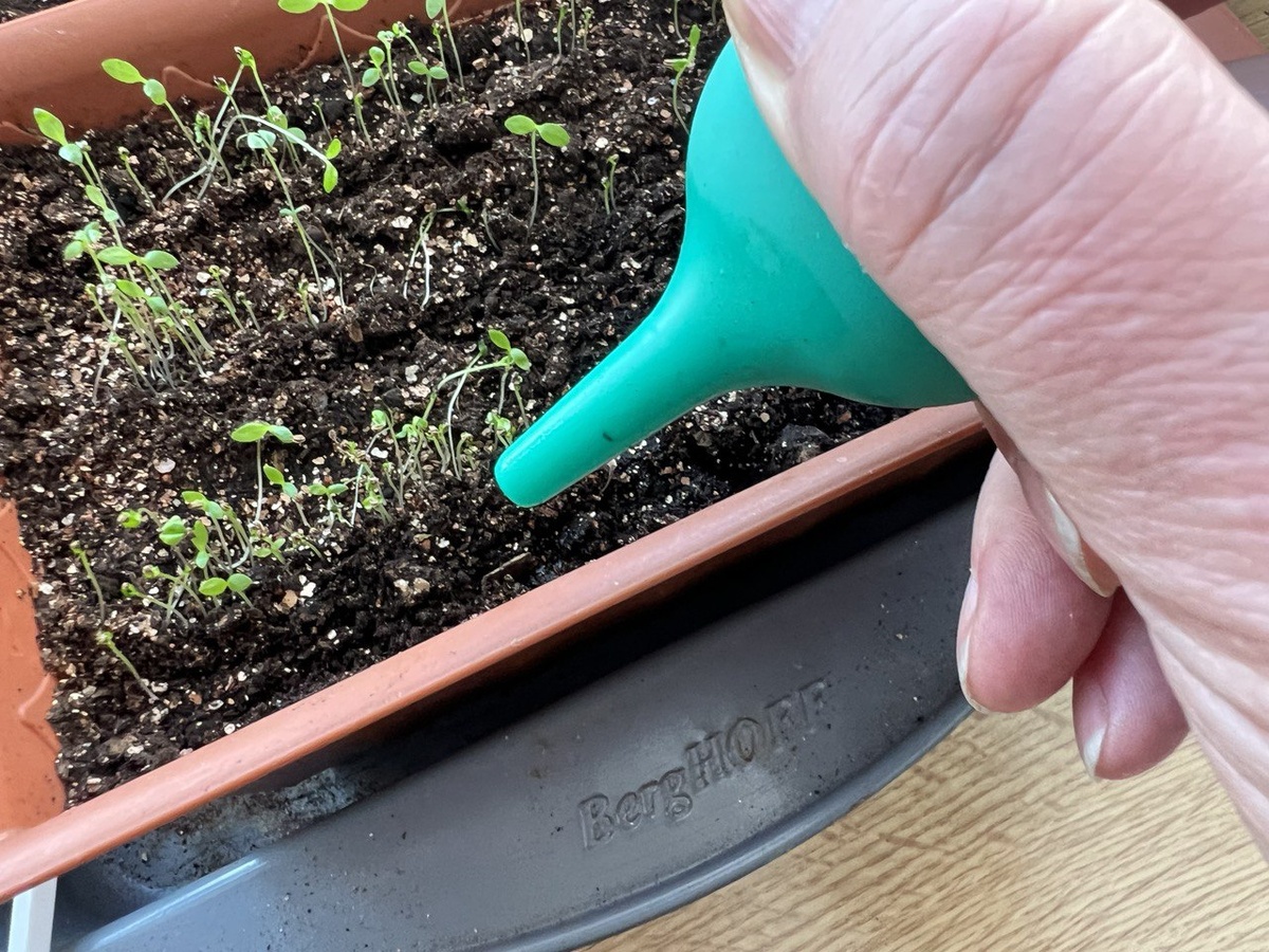 Всходы сельдерея. Фото автора