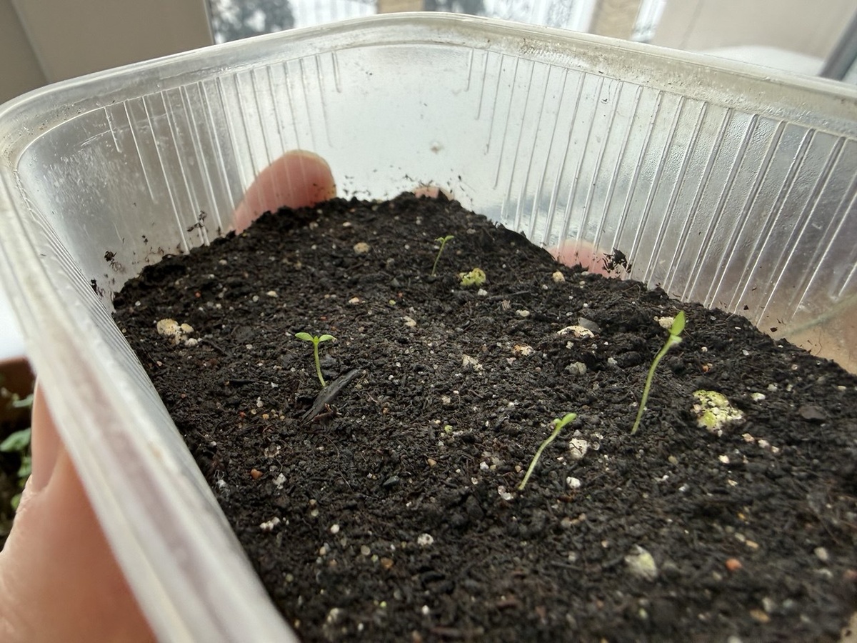 Рассада Эустомы через месяц после всходов. Фото автора