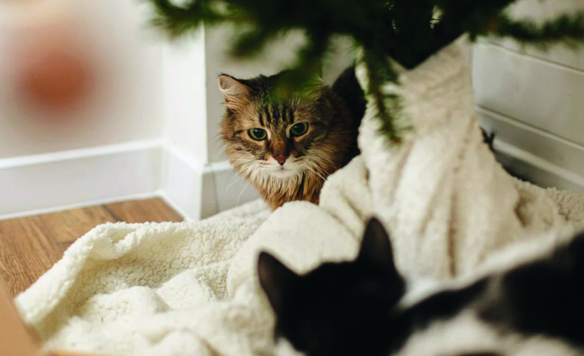 Кошки могут ревновать к другим кошкам. Фото: Depositphotos.com.