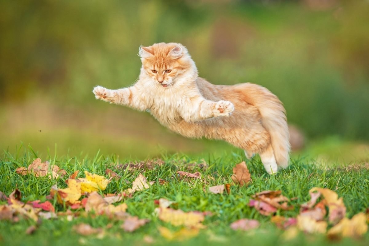 Фото с сайта: https://koshka.top/4153-letajuschij-kot.html