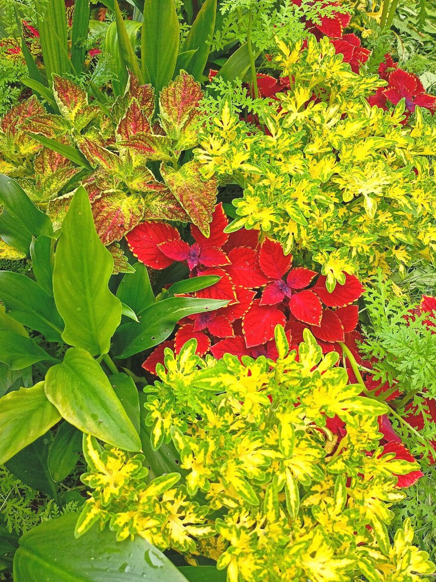 Здесь и далее фотои видео - автора