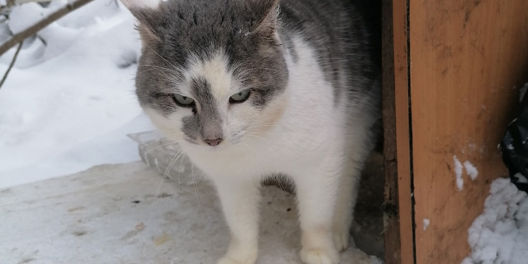 Давайте поможем Гоше стать домашним!