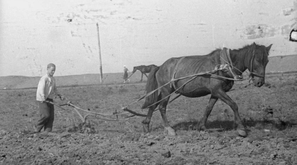 Колхозники 30 лет без зарплаты: как выживали до 1966 года?
