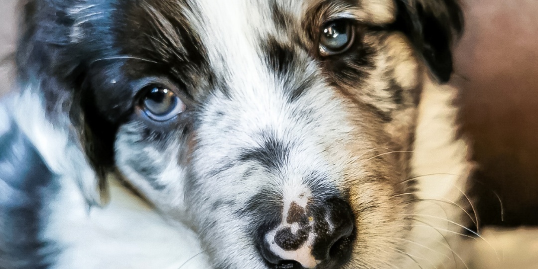 Мы купили щенка с документами. Через 10 дней ветеринар сказал страшное