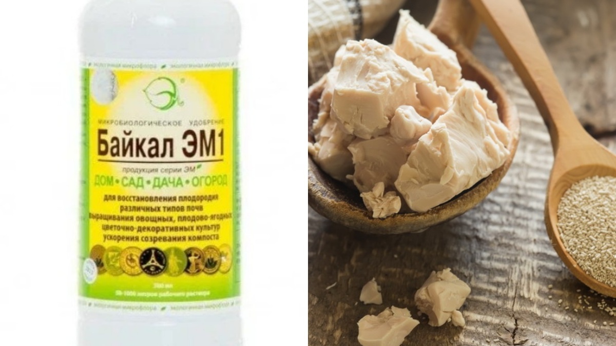 Сравнивал с разрекламированными препаратами. 