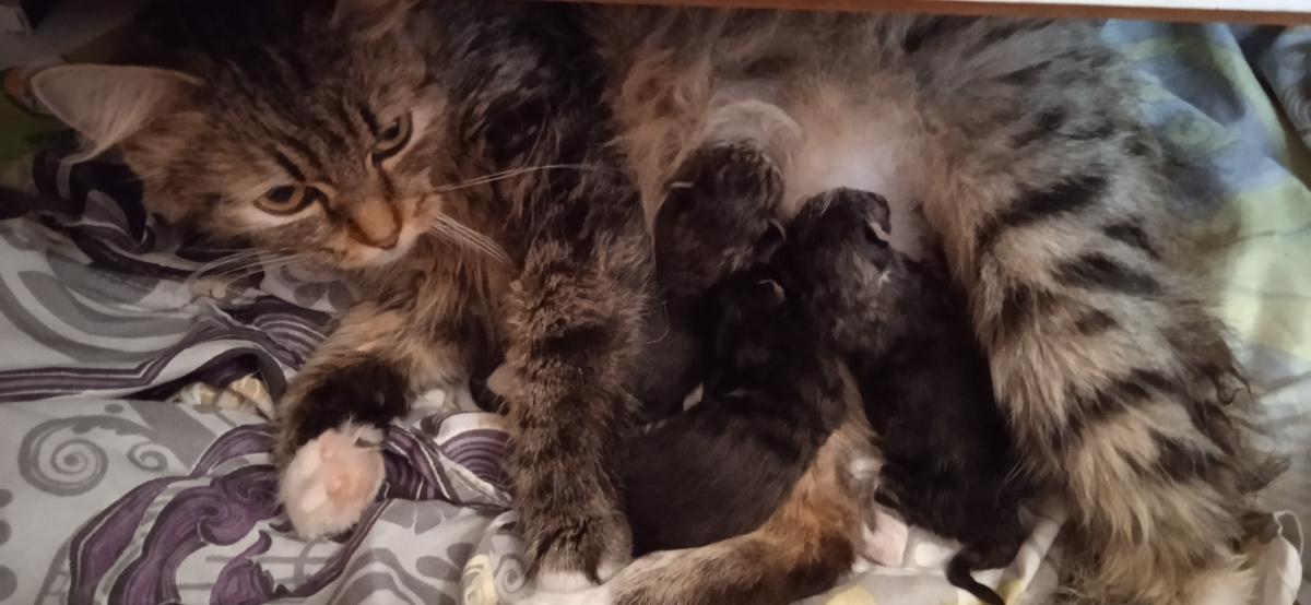 Родильсь Котятки от БУЛОЧКИ 4 апреля 2024г.   Всё ТРИ Мальчика. Назвали. БУС СВЕТЛЯЧЁК и САНЕЧКА!!!