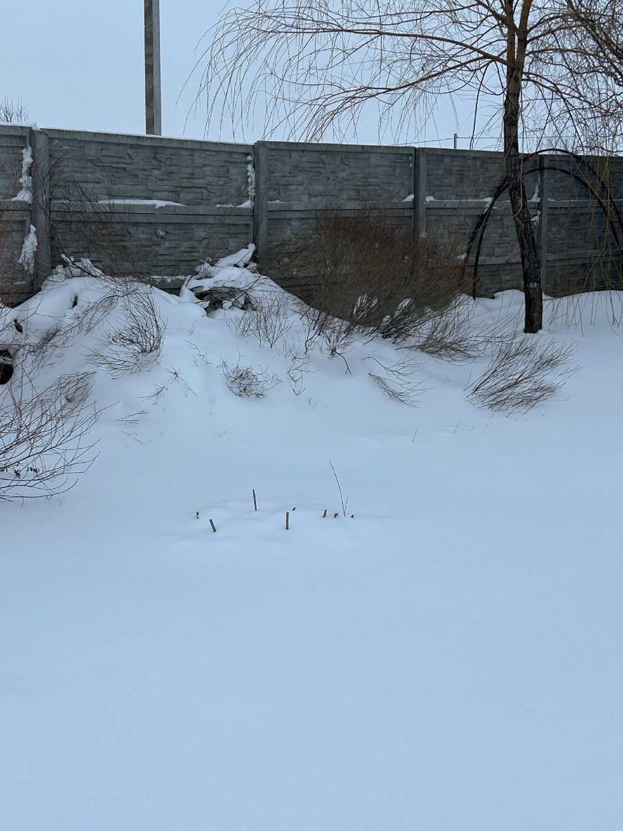Расплющенная ива пурпурная Нана. Фото Мой второй сад. 