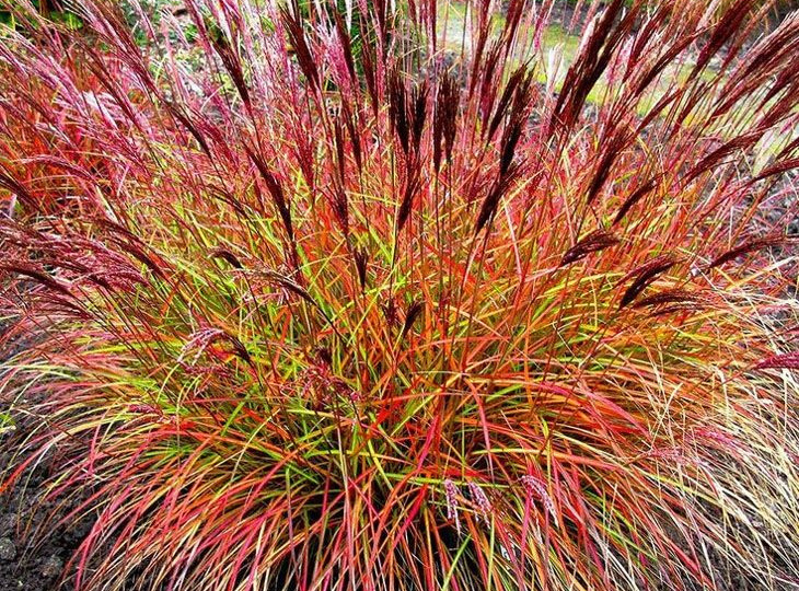 10 послушных многолетних злаков для сада