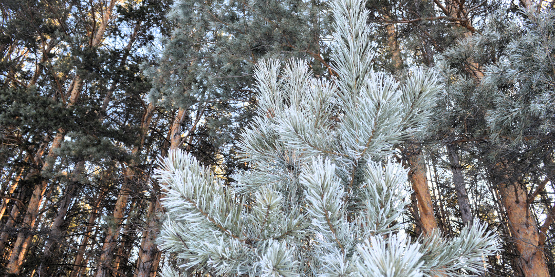 Первая буква имени любимой женщины