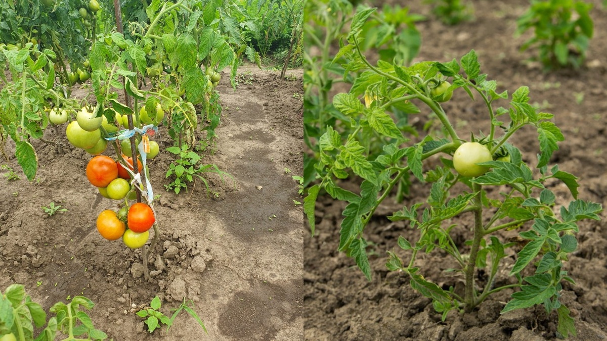 Так выглядит разница между правильным и неправильным выращиванием томатов