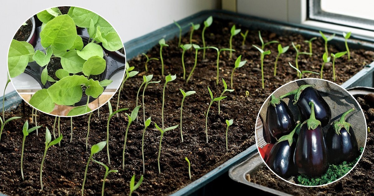 рассада баклажана