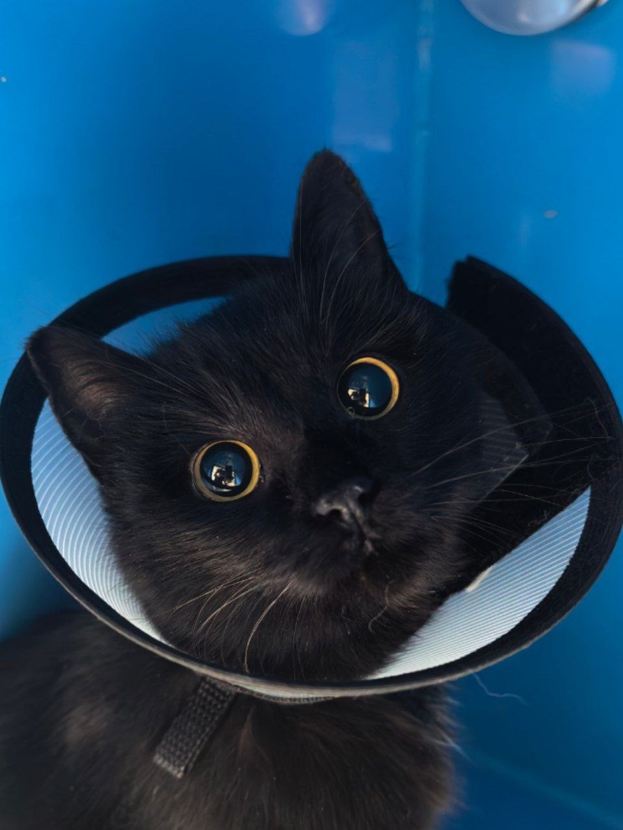 Черничка и ее глаза. Фото из архива автора