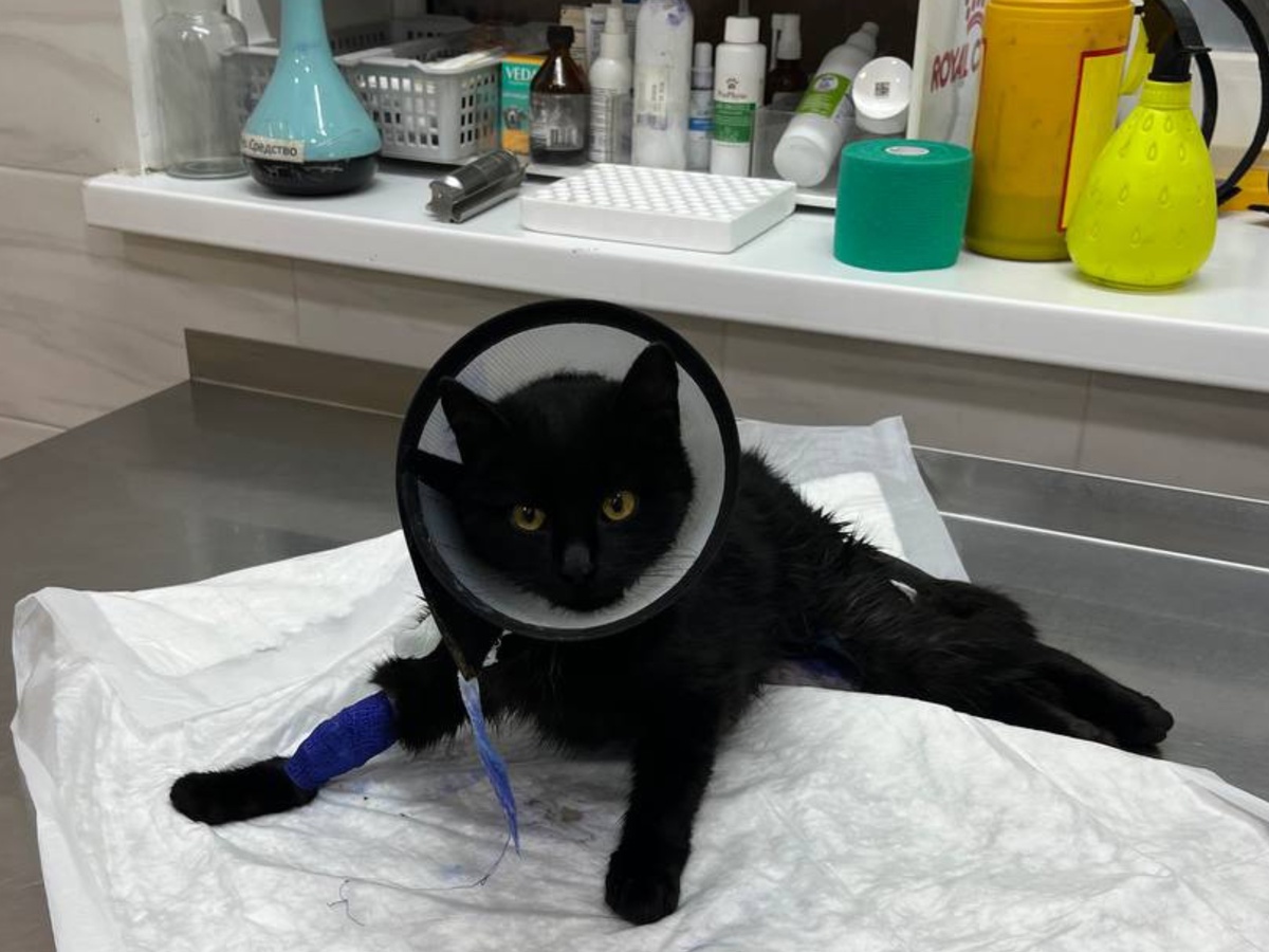 Сила воли, тяга к жизни.  Фото из архива автора