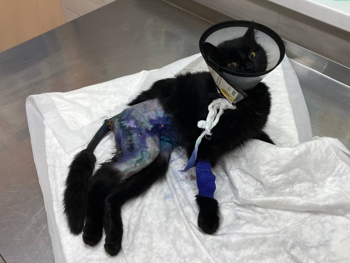 В синем спрее и с синей повызкой. Больничный стиль.  Фото из архива автора